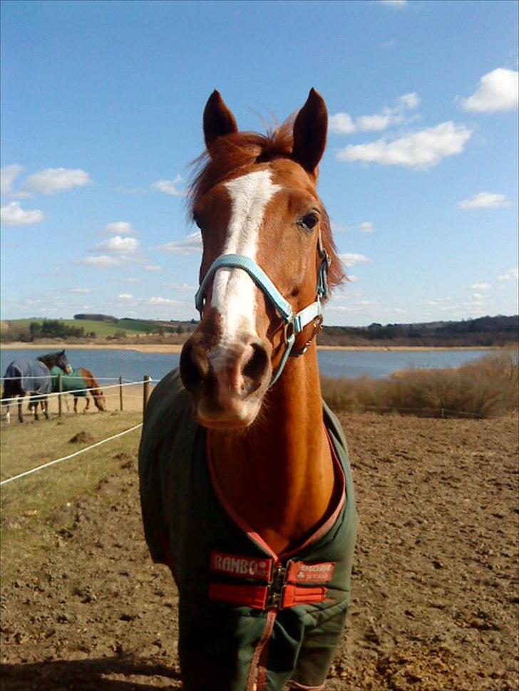 Anden særlig race Power *savnet* - JEG SAVNER DIG PRINS;* billede 3