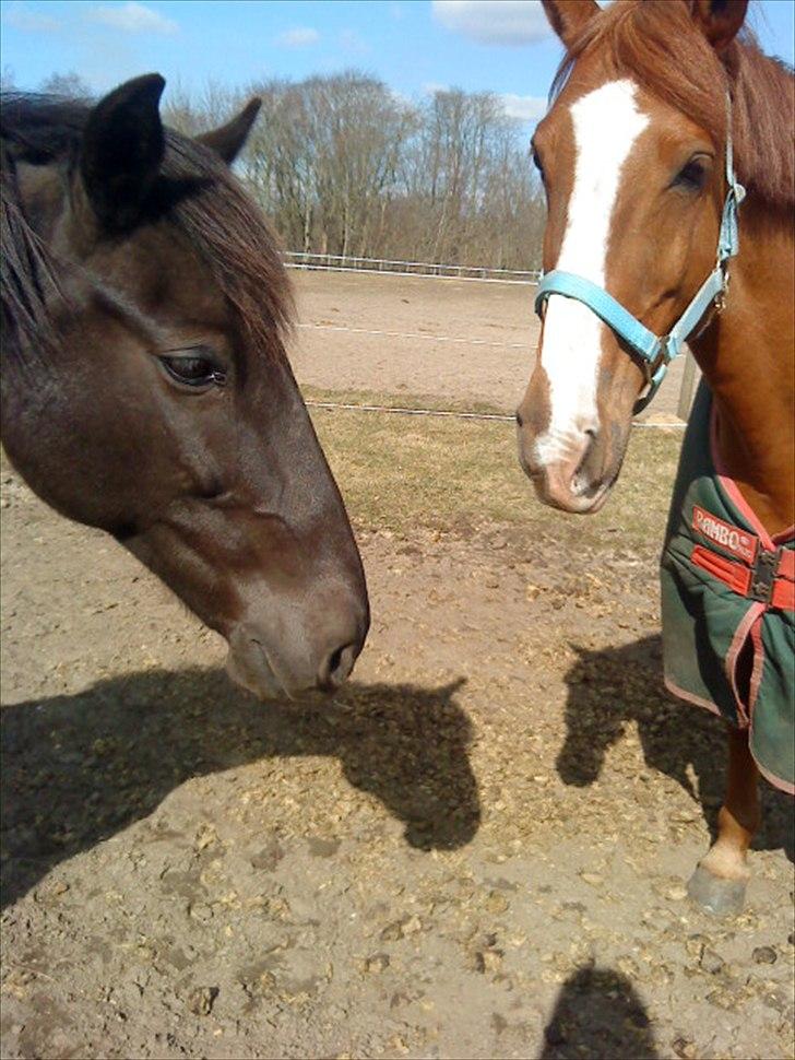 Anden særlig race Power *savnet* - så unik og så savnet<3 billede 7
