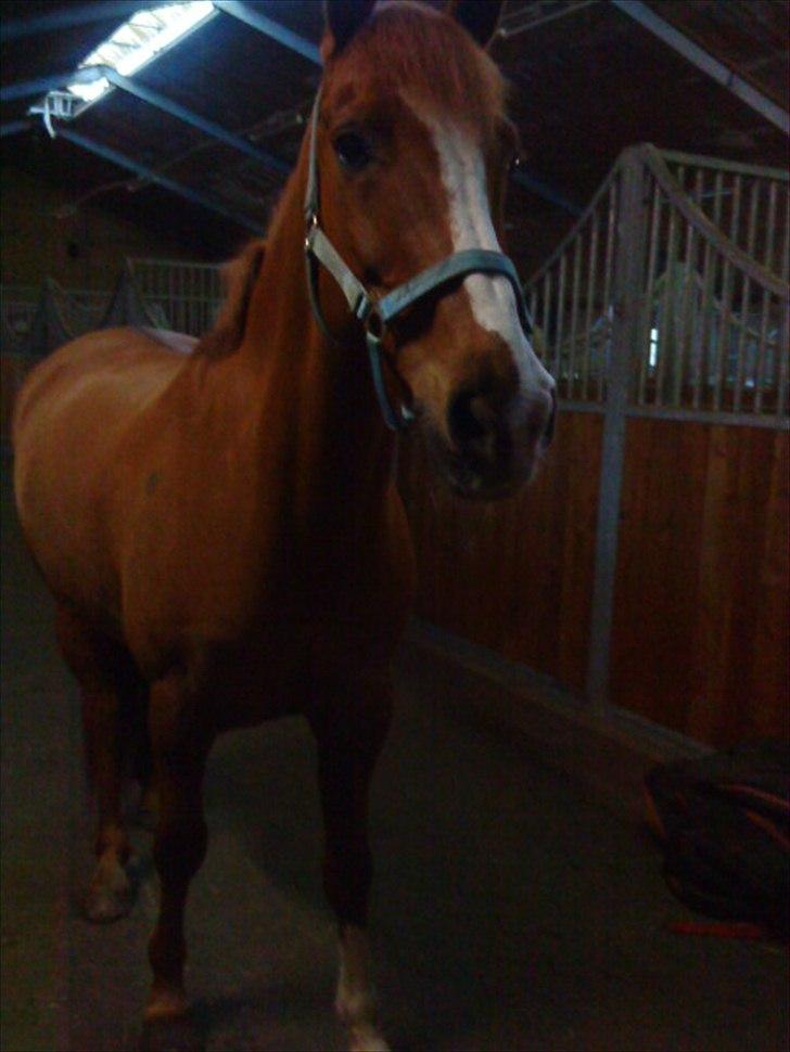 Anden særlig race Power *savnet* - jeg klarer mig ikke uden dig, vil du ikke nok komme tilbage;'( billede 9