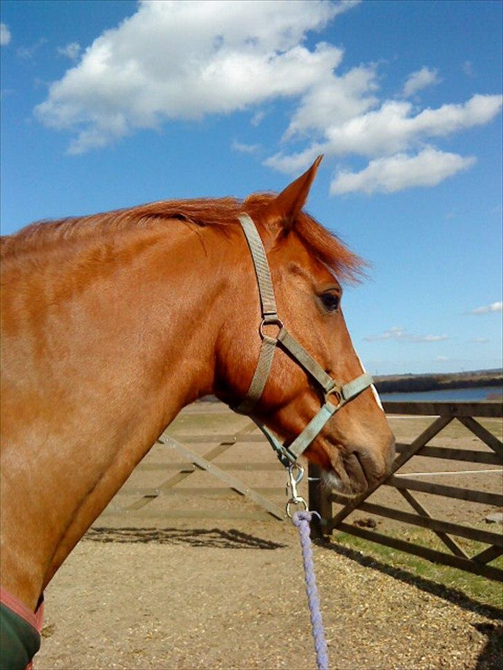 Anden særlig race Power *savnet* - smukt billede, af den virkelig savnede ponse billede 10