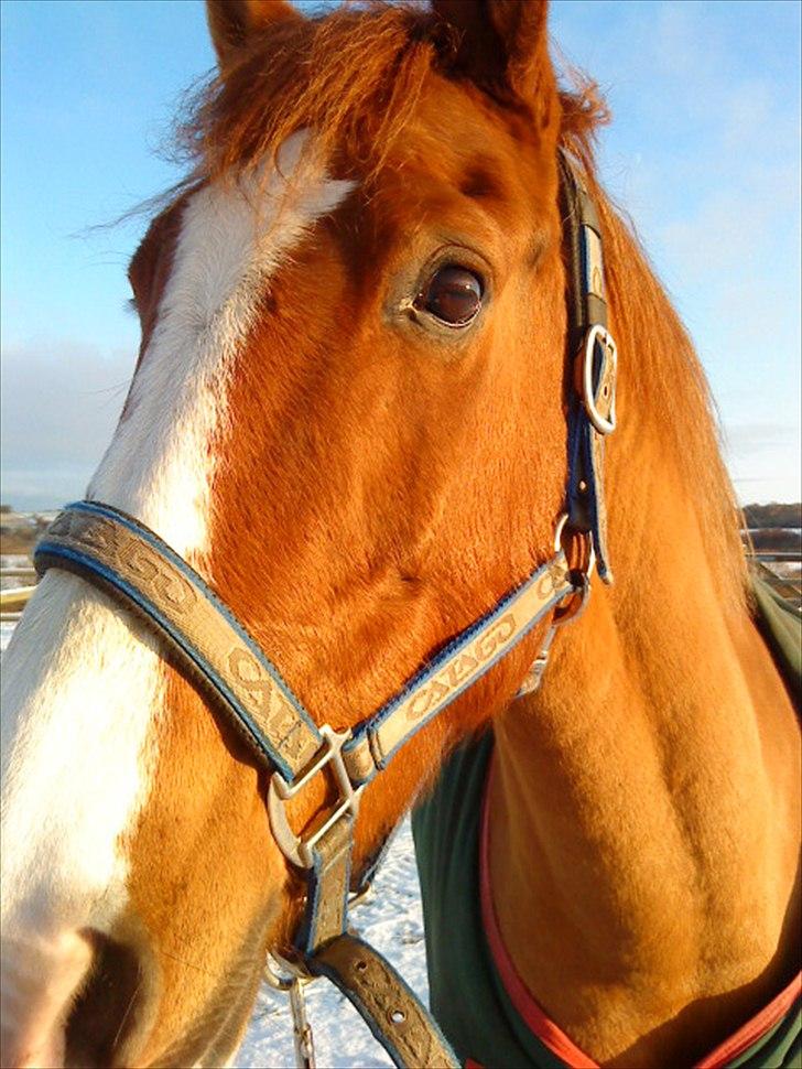 Anden særlig race Power *savnet* billede 11