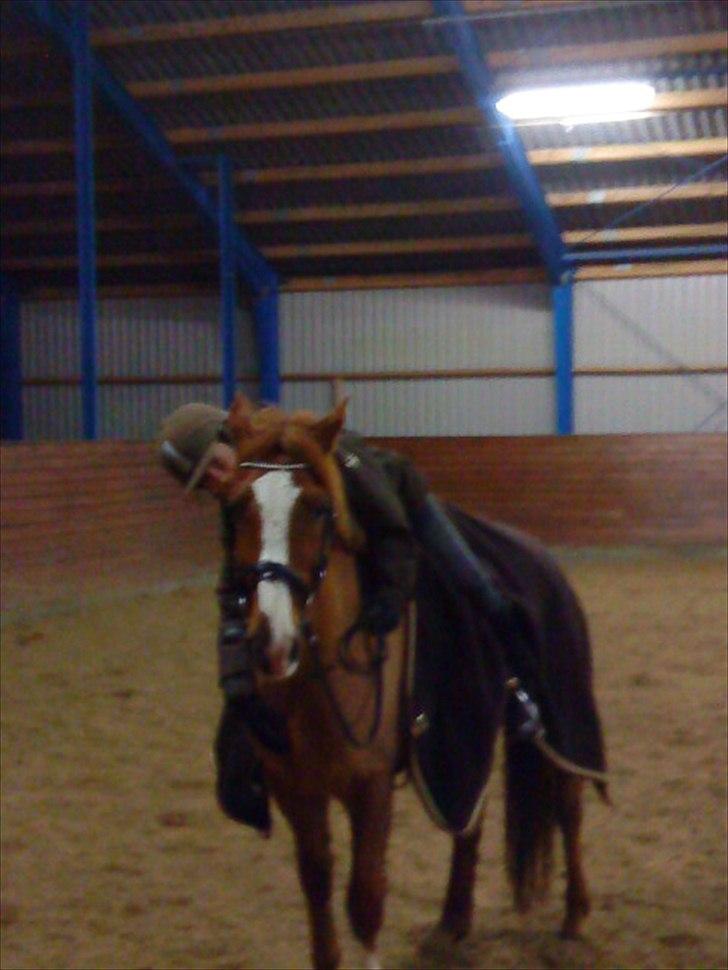 Anden særlig race Power *savnet* billede 12