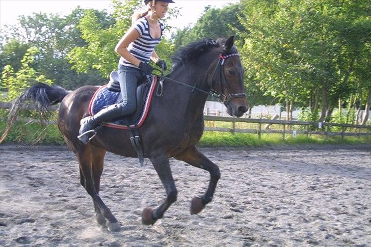 Anden særlig race Chago junior billede 15
