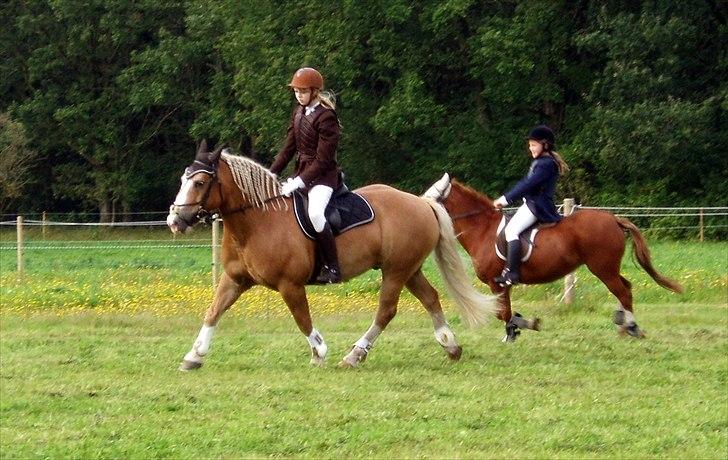 Haflinger Max  - Ann-Kristine og Max billede 9