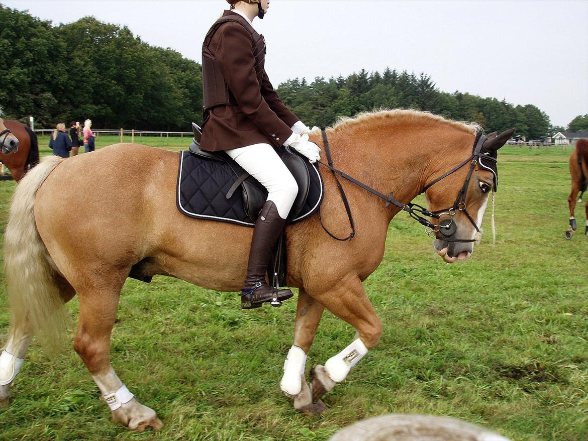 Haflinger Max  - Max i sit fine hjørne :D billede 10
