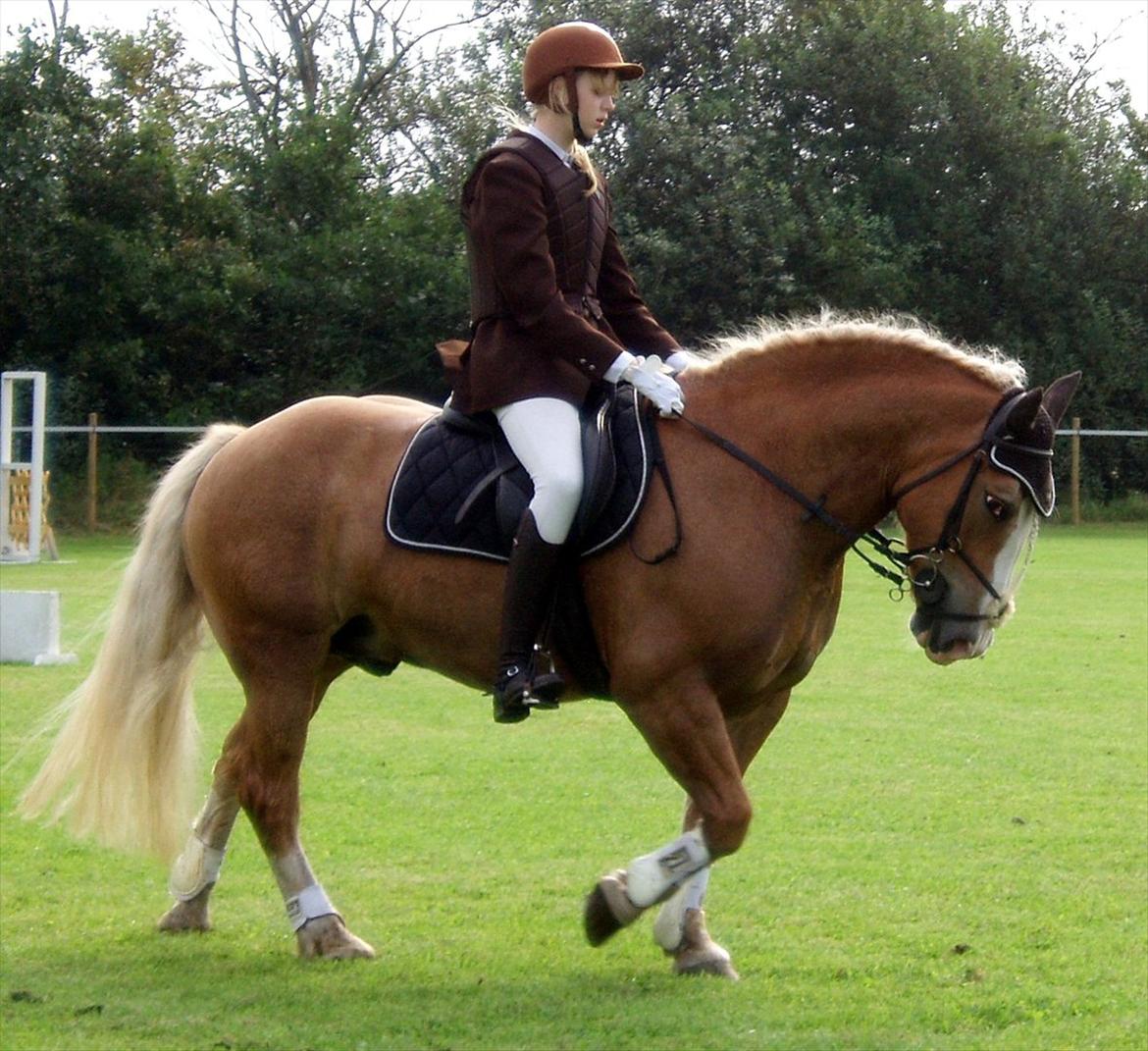 Haflinger Max  - Den fine Max billede 14
