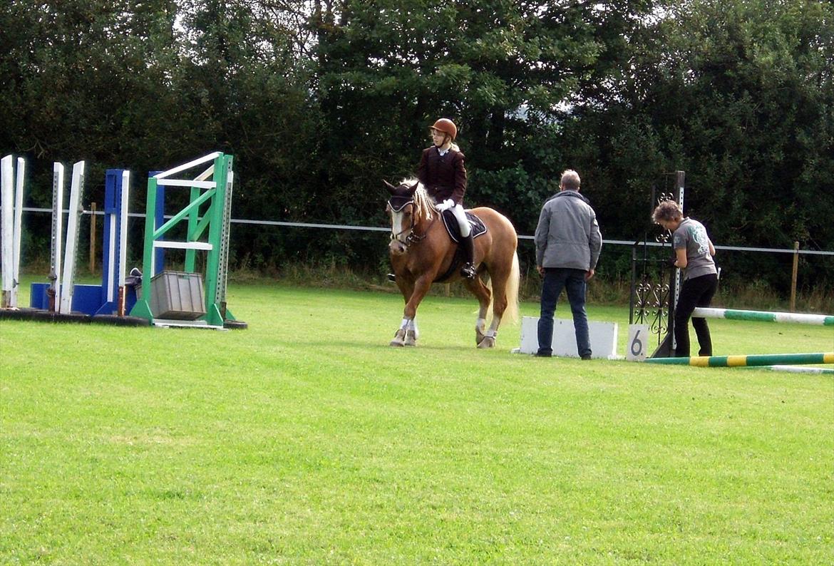 Haflinger Max  - :D billede 11