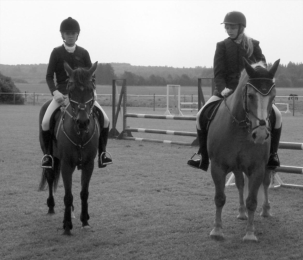 Haflinger Max  - AK og Nadia billede 12