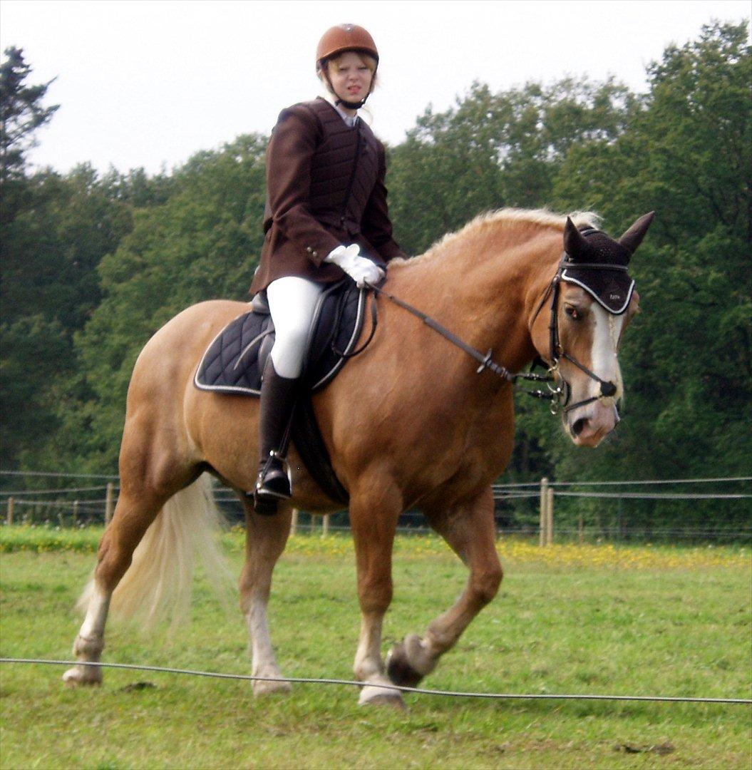Haflinger Max  - Ann-Kristine og Max drengen :D <3 billede 13
