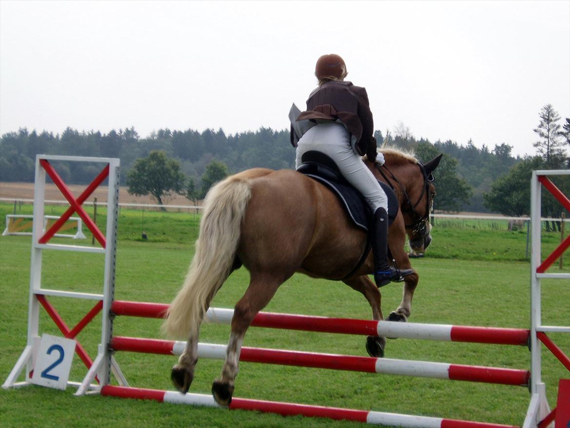 Haflinger Max  - HOP! :P billede 16