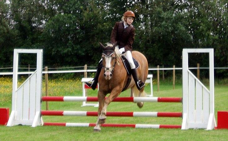 Haflinger Max  - Spring ;D billede 2