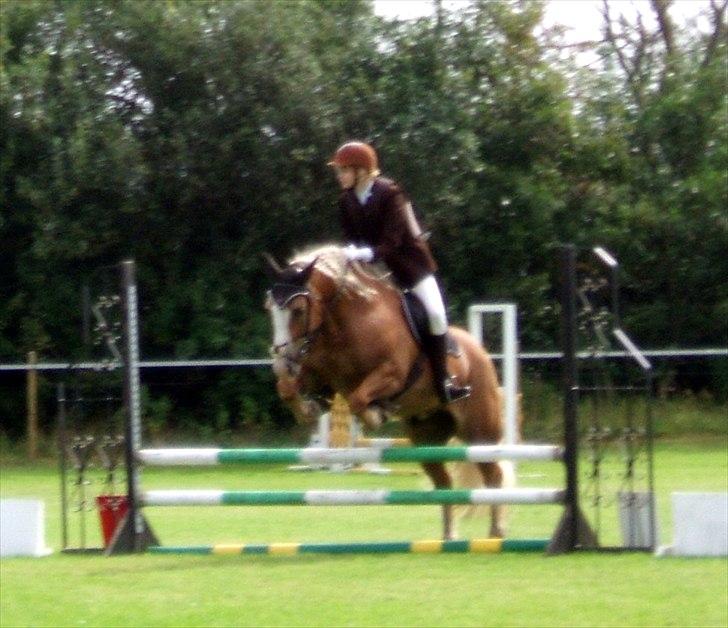 Haflinger Max  - Hop :D billede 17