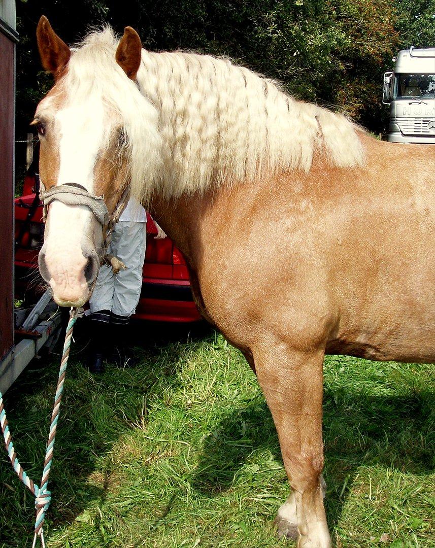 Haflinger Max  - Inden han skulle i traileren efter stævne billede 1