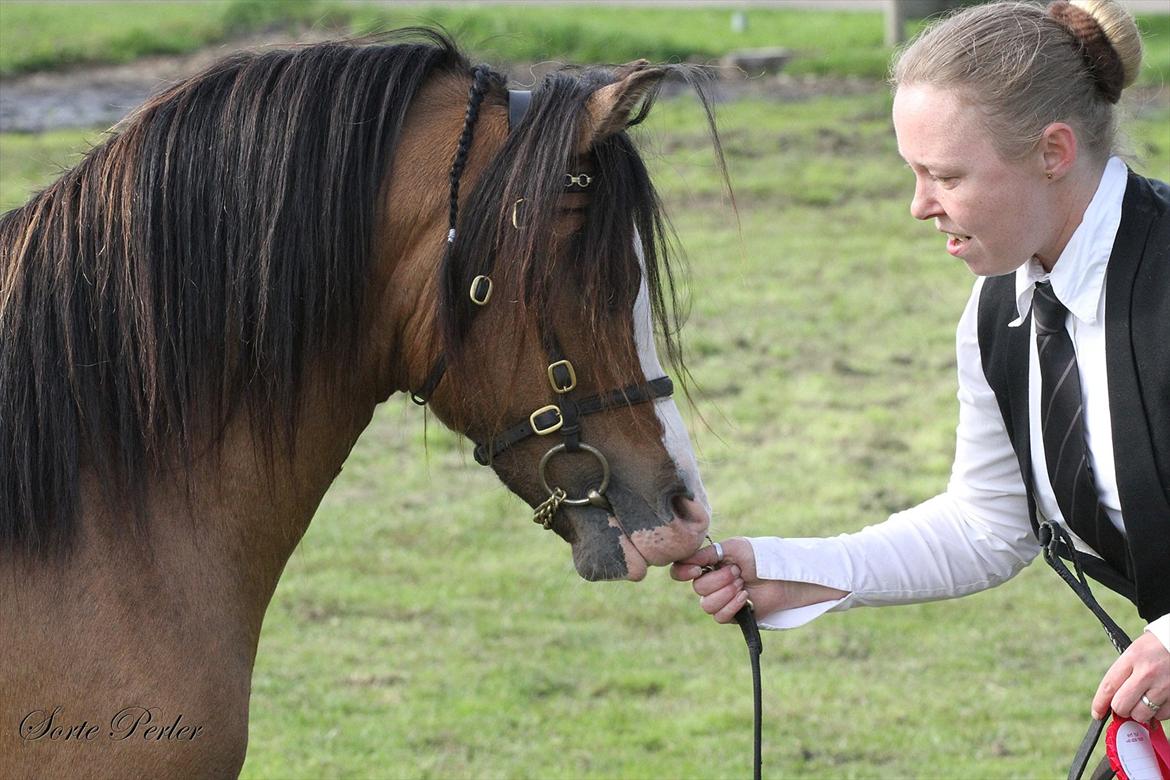 Welsh Mountain (sec A) Møllegydens pontiac - D. 3. september 2011: Til føl- og plagskue på Stutteri Bjerregård billede 12