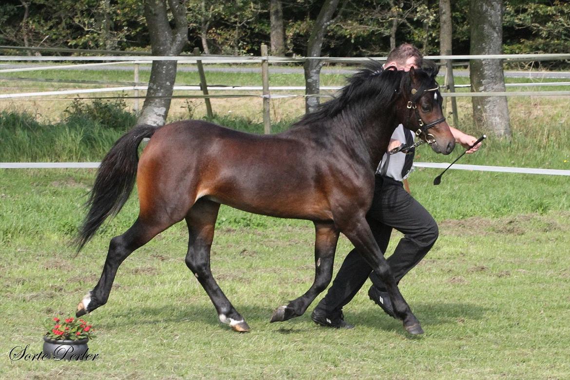 Welsh Pony (sec B) Barnhoeve's Beau (Bøv) - 3. september 2011: Jysk føl- og plagskue i Nr Snede. Sikke en udvikling. Sammenlign med billederne fra sidste år. billede 18