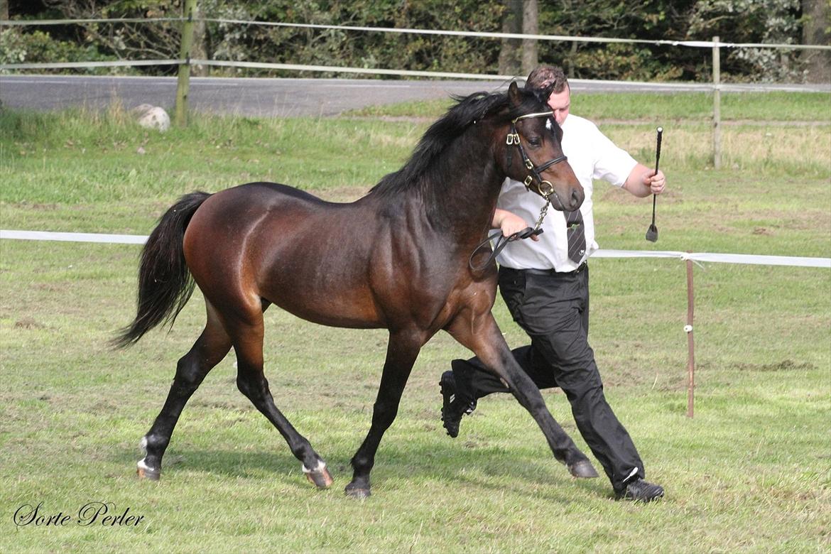 Welsh Pony (sec B) Barnhoeve's Beau (Bøv) billede 19