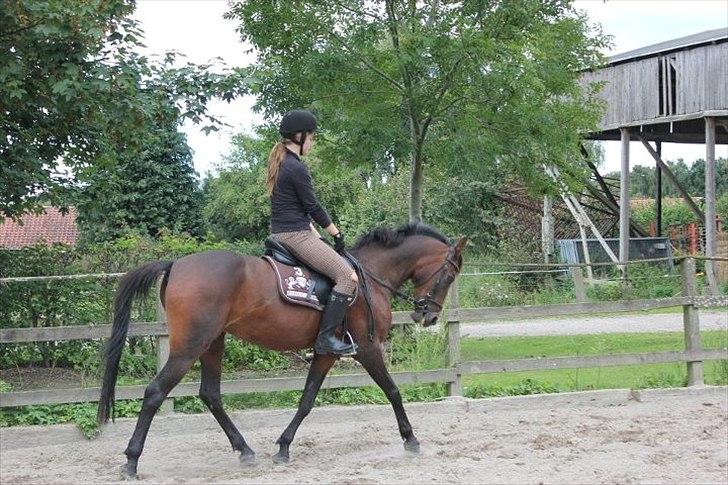 Anden særlig race Emma Embrace <3 - dressur undervisning, hun var så sej! foto: sofie olsen billede 7