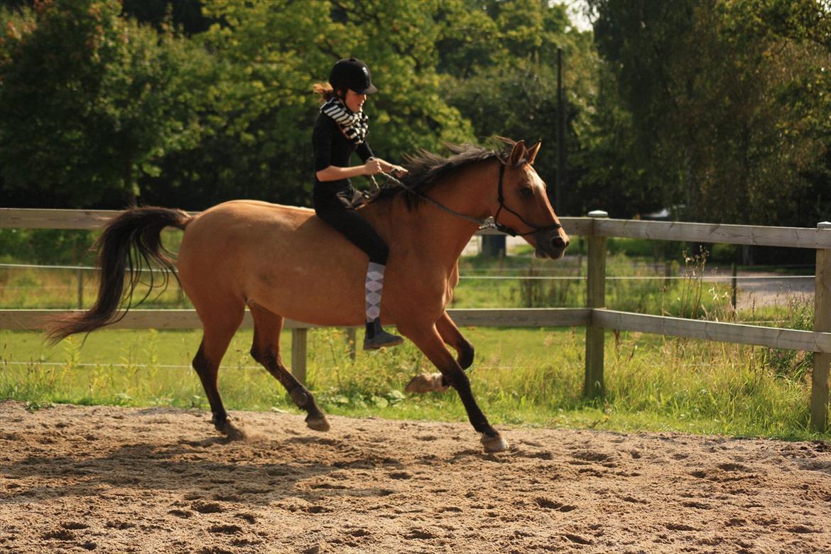 Anden særlig race | Luna   [Min bedsteven] - © Galop i vores nye rebgrime!
Fotograf - MLS / Sommer 2011.  billede 14