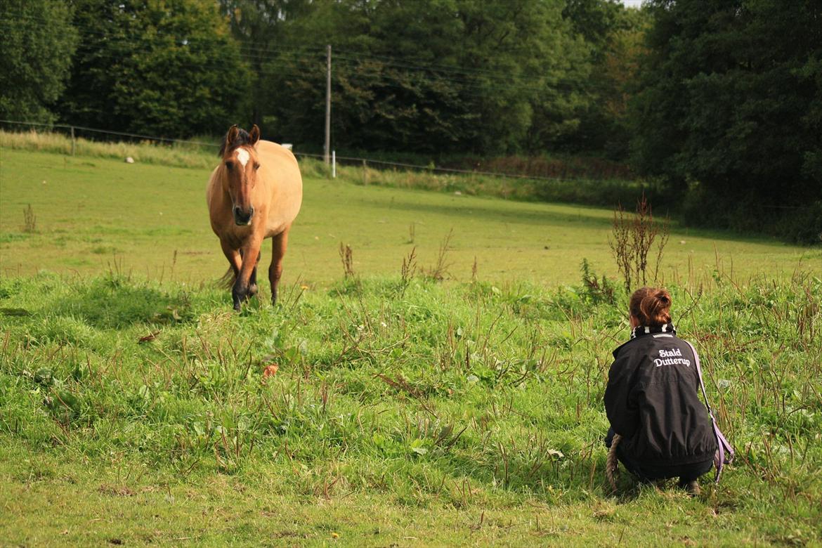 Anden særlig race | Luna   [Min bedsteven] - © Luna kommer når jeg kalder ude på folden. Der findes ingen bedre følelse i maven, end når ens hest vil forlade sin flok, for ens skyld! 
Fotograf - MLS / Sommer 2011.  billede 16
