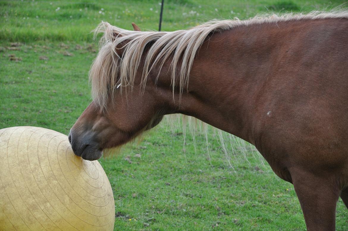 Islænder Saga fra Gl. Rye *Hvil i fred<'3* - 11 # Saga og hendes elskede gule bold:')<'3 Foto: AFH 06.08.11 billede 11