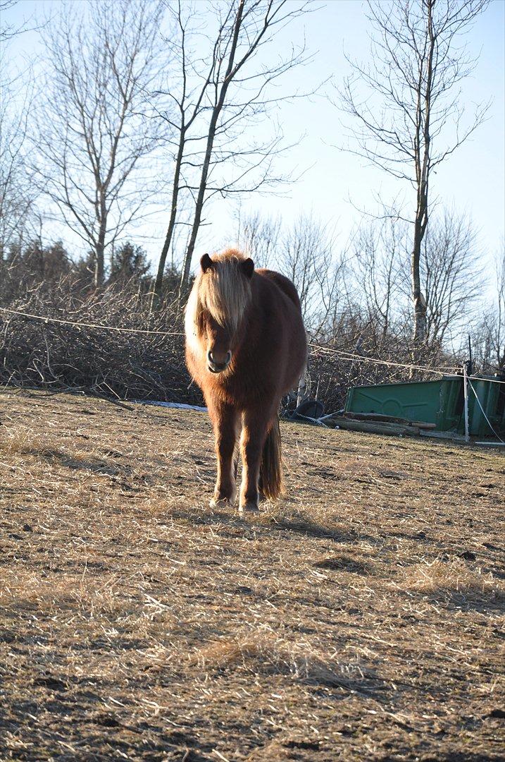 Islænder Saga fra Gl. Rye *Hvil i fred<'3* - 12 # Beautiful little horse!<'3 Foto: AFH 07.03.11 billede 12