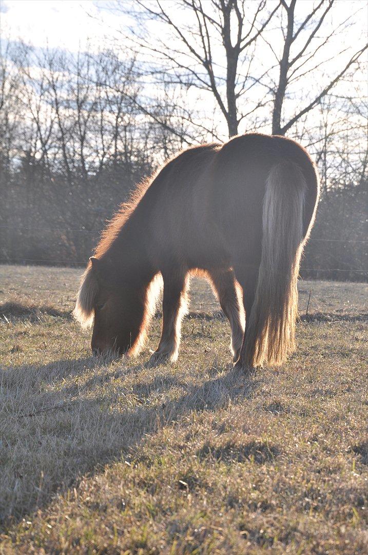 Islænder Saga fra Gl. Rye *Hvil i fred<'3* - 15 # Shines so bright...<'3 Foto: AFH 07.03.11 billede 15