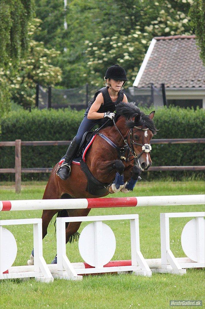 Welsh Pony af Cob-type (sec C) Åvangens Victoria - Kursus hos Lone K. sommer 2010
Hun var så dygtig:-) Foto: KrS-photo billede 3