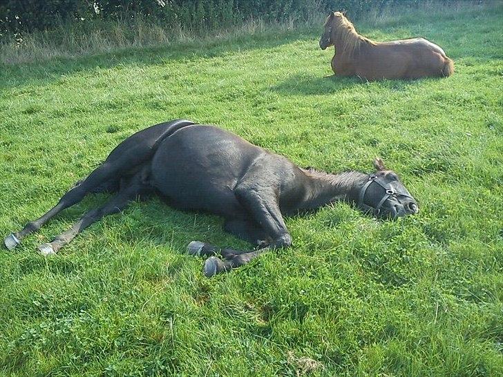 Traver Ikaros Herve - R.I.P - Moar la mig sove gider ik lave noget :D billede 3