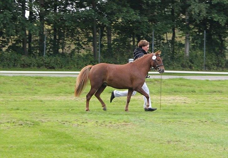 Anden særlig race | Smalagergårds Prins. - På store hestedag 2011, som 3'års :) Foto: Mig billede 11