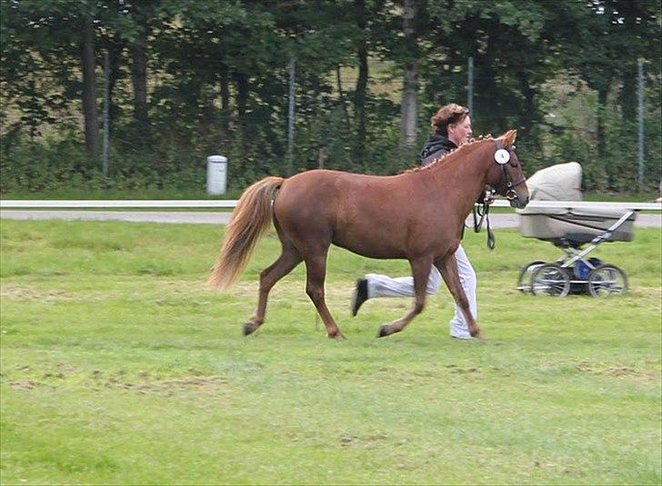 Anden særlig race | Smalagergårds Prins. - På store hestedag 2011, som 3'års :) Foto: Mig billede 17