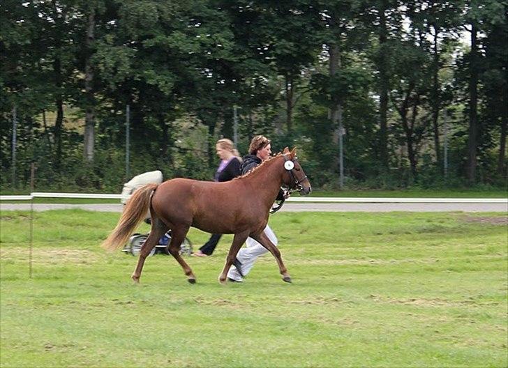 Anden særlig race | Smalagergårds Prins. - På store hestedag 2011, som 3'års :) Foto: Mig billede 13
