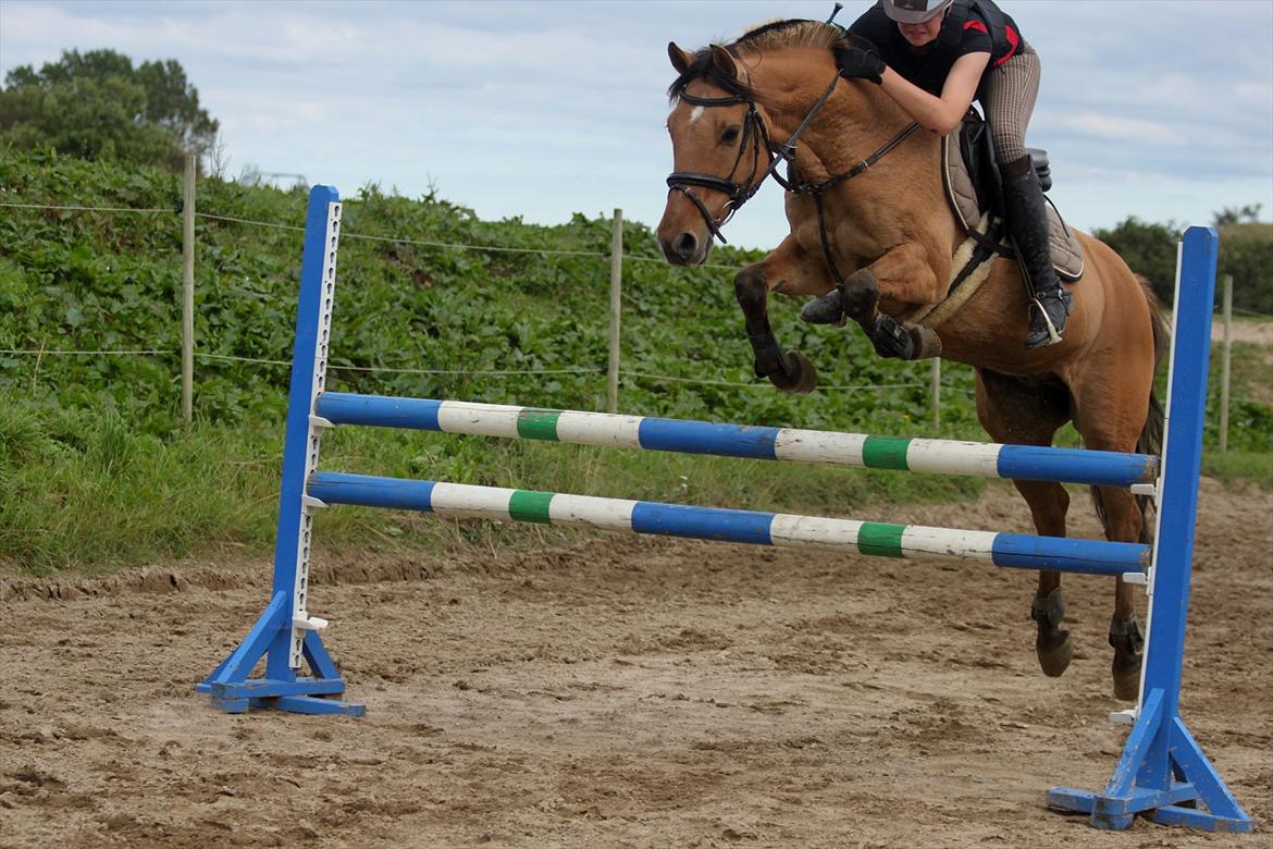 Anden særlig race Rendsborggårds Jonas - 8) billede 9