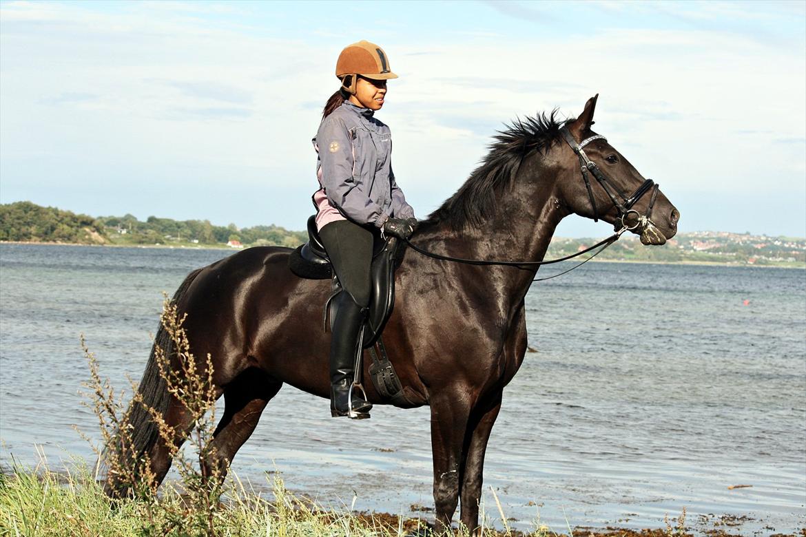 Anden særlig race Noir Rêver *himmelhest* - 28.092011 - 3.x ved stranden :) billede 3