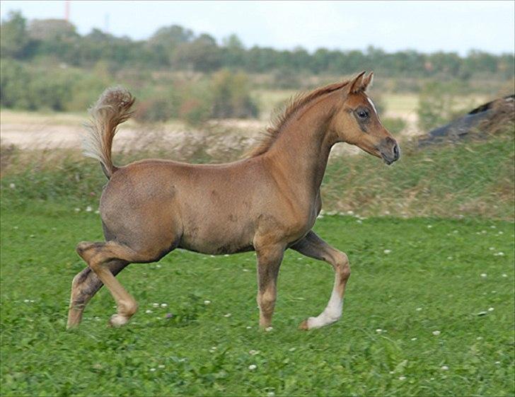 Arabisk fuldblod (OX) Tahir El Sad (solgt) billede 1