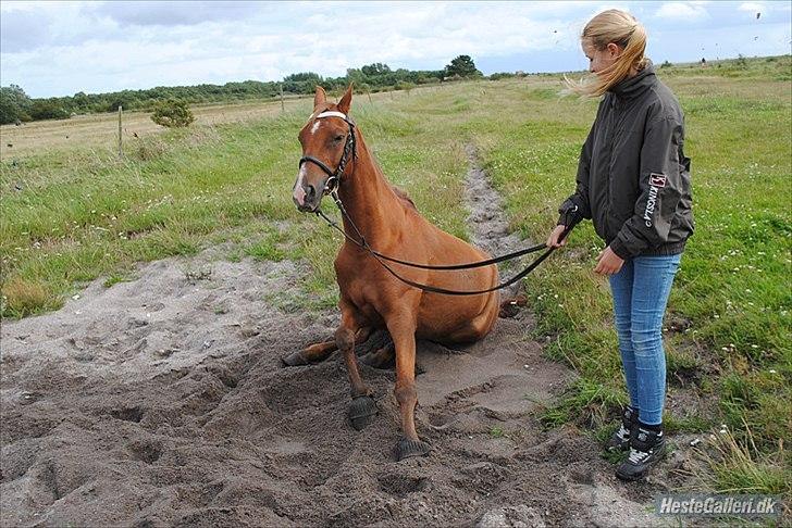 Hollandsk Sportspony Zorro VBP: <33 billede 4