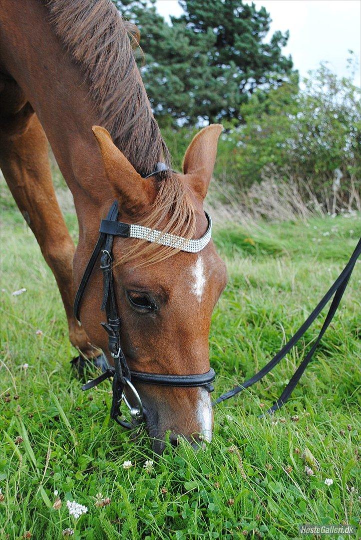 Hollandsk Sportspony Zorro VBP: <33 billede 16