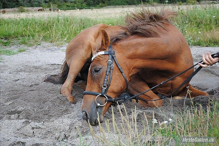 Hollandsk Sportspony Zorro VBP: <33 billede 17