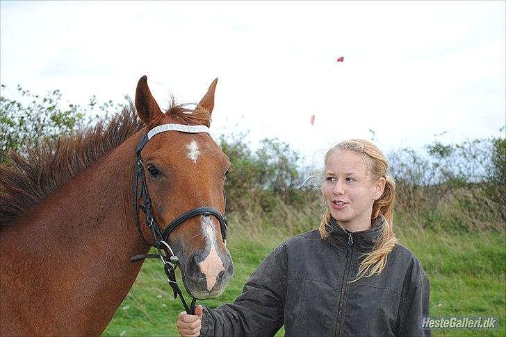 Hollandsk Sportspony Zorro VBP: <33 billede 19