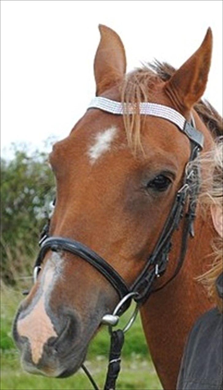 Hollandsk Sportspony Zorro VBP: <33 billede 18