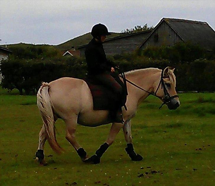 Fjordhest Galla Gudenå - Dressur med Galla :-)
Foto - Kathrine billede 16