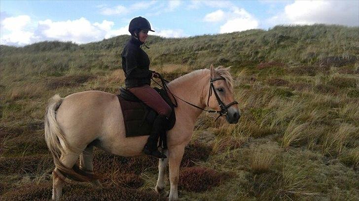 Fjordhest Galla Gudenå - Galla og jeg i heden.
Foto - Kathrine billede 17
