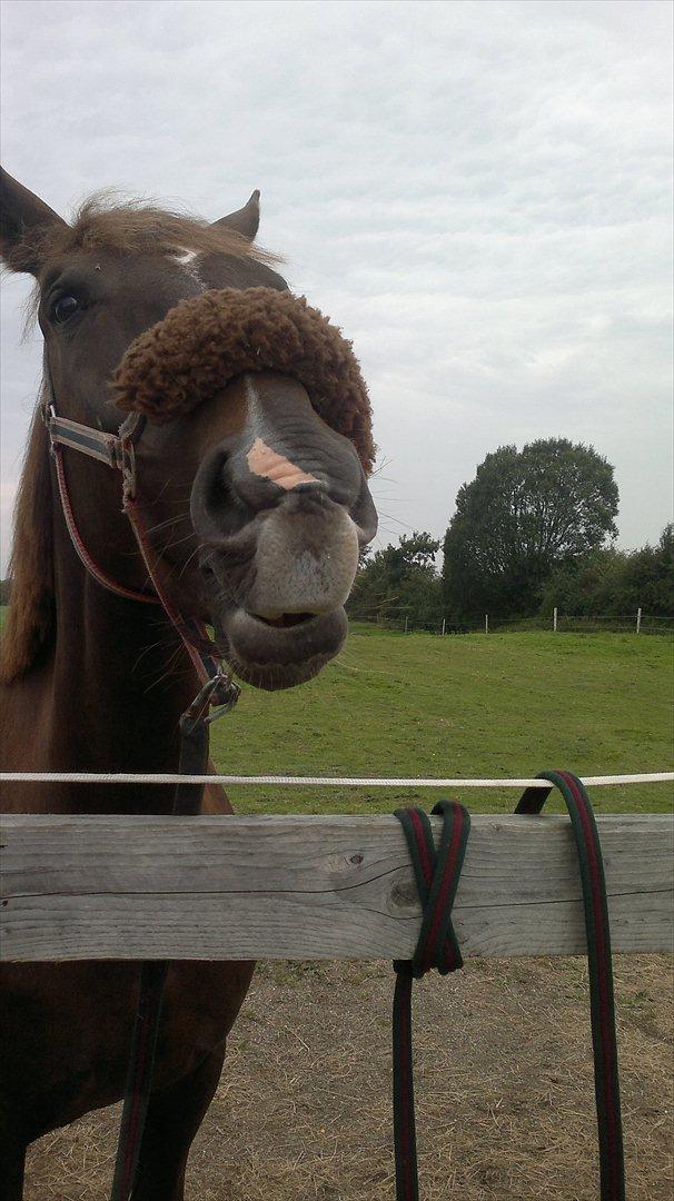 Oldenborg Sonny  <3 Savner min piige! billede 6