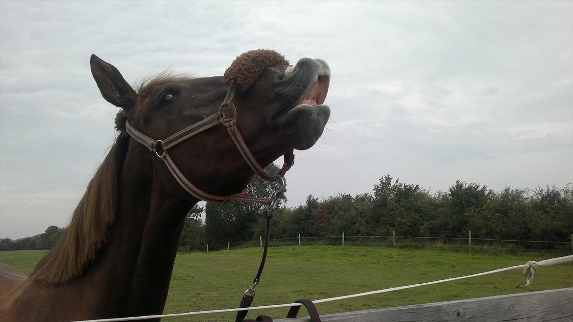 Oldenborg Sonny  <3 Savner min piige! billede 7