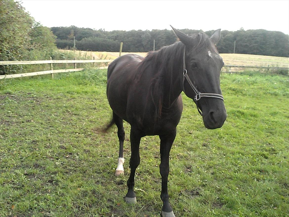 Traver Nina Corleone(Solgt) billede 2