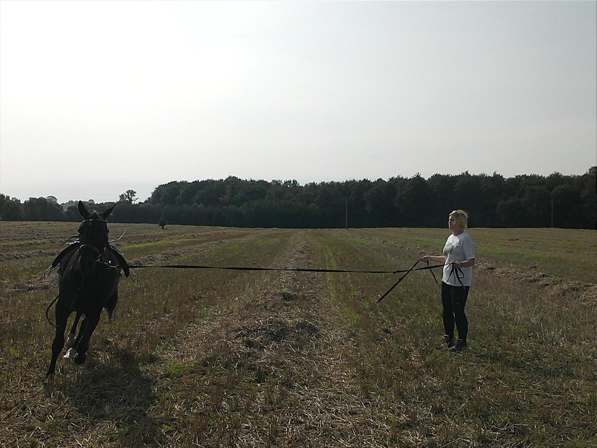 Traver Nina Corleone(Solgt) billede 4