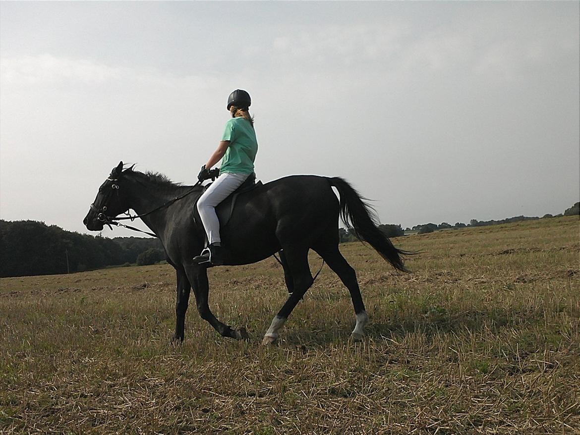 Traver Nina Corleone(Solgt) billede 6