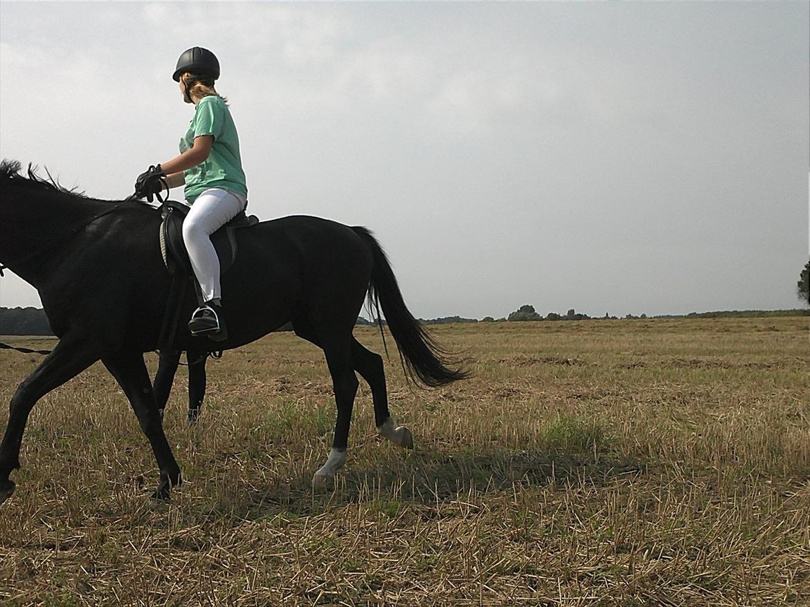 Traver Nina Corleone(Solgt) billede 7