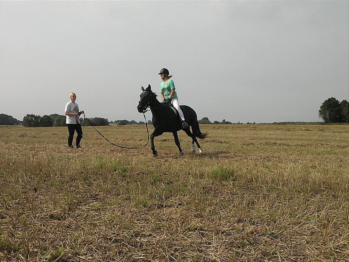 Traver Nina Corleone(Solgt) billede 9