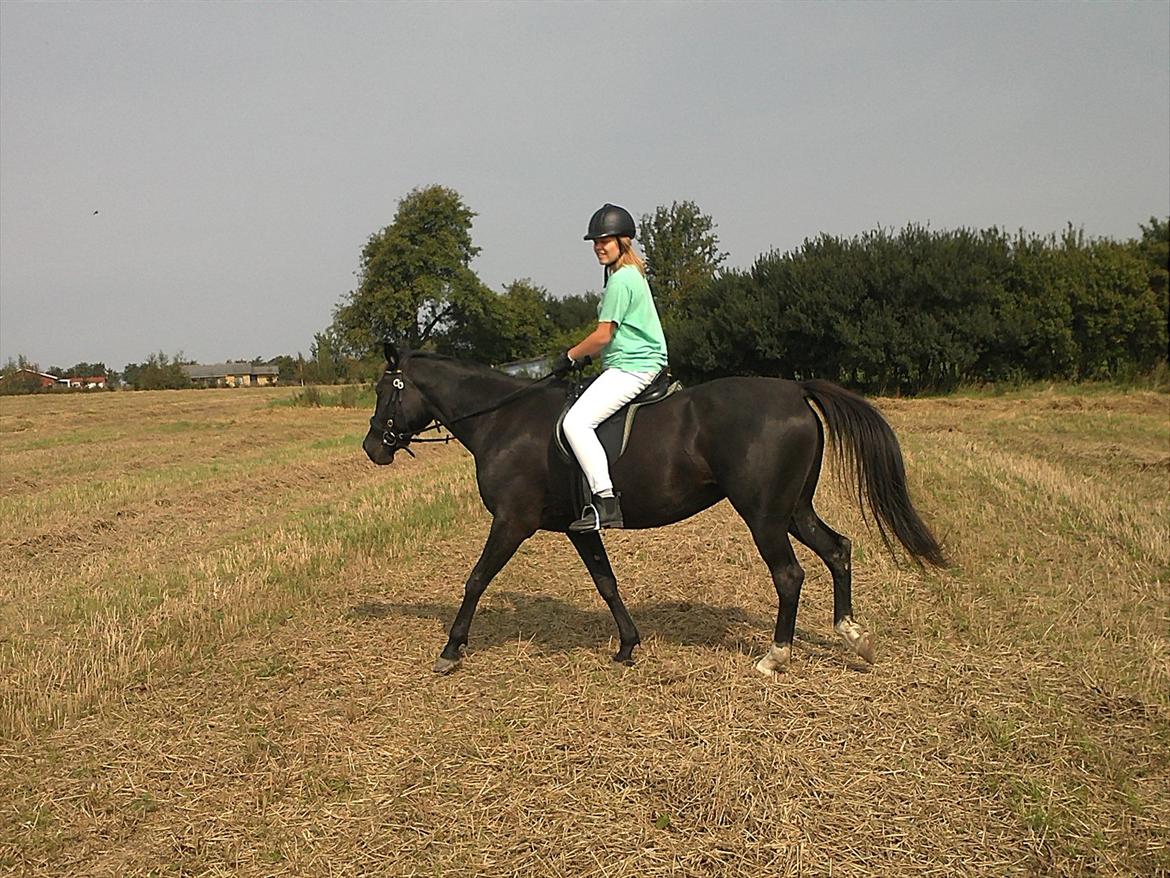 Traver Nina Corleone(Solgt) billede 10