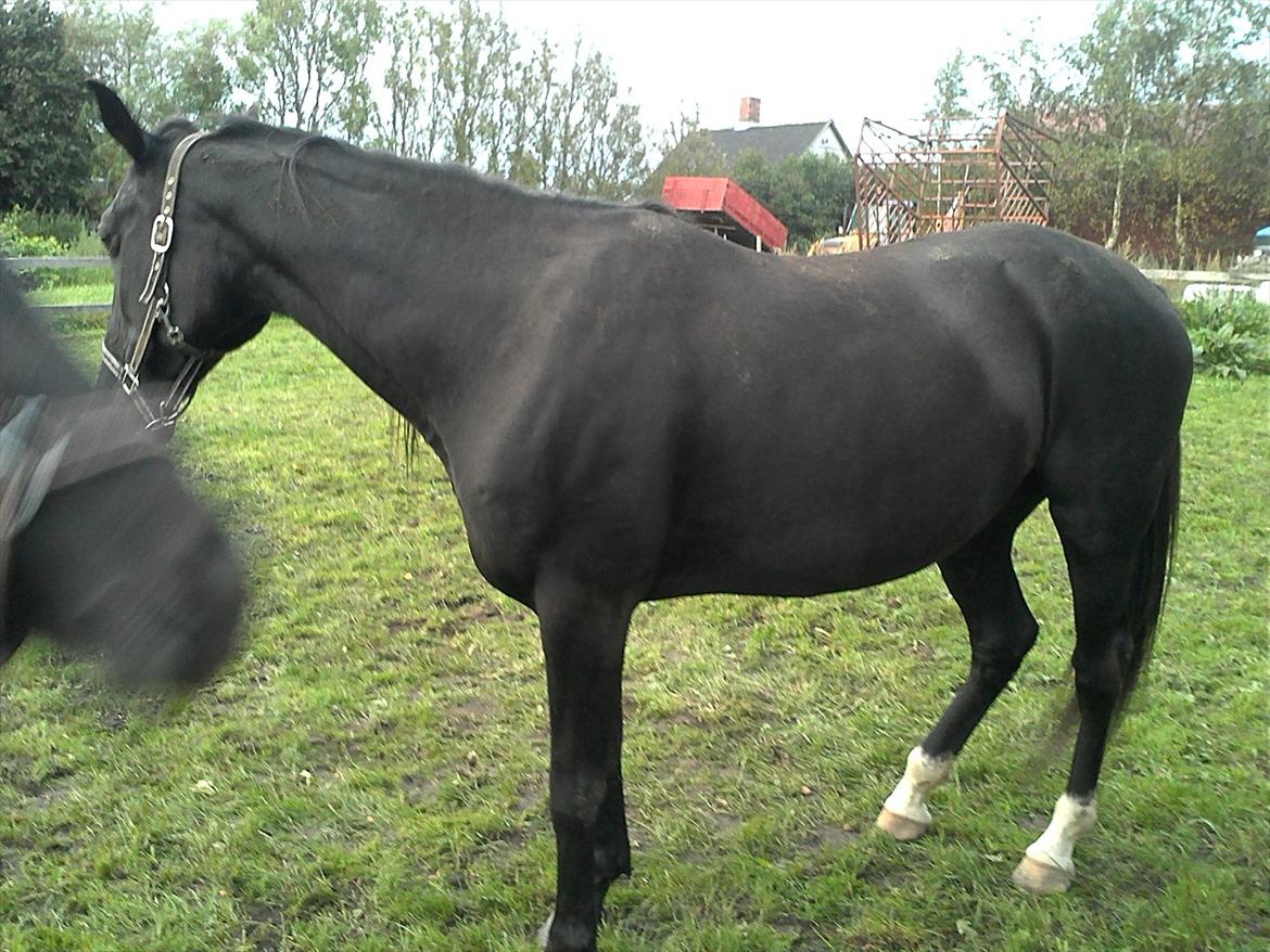 Traver Nina Corleone(Solgt) billede 11